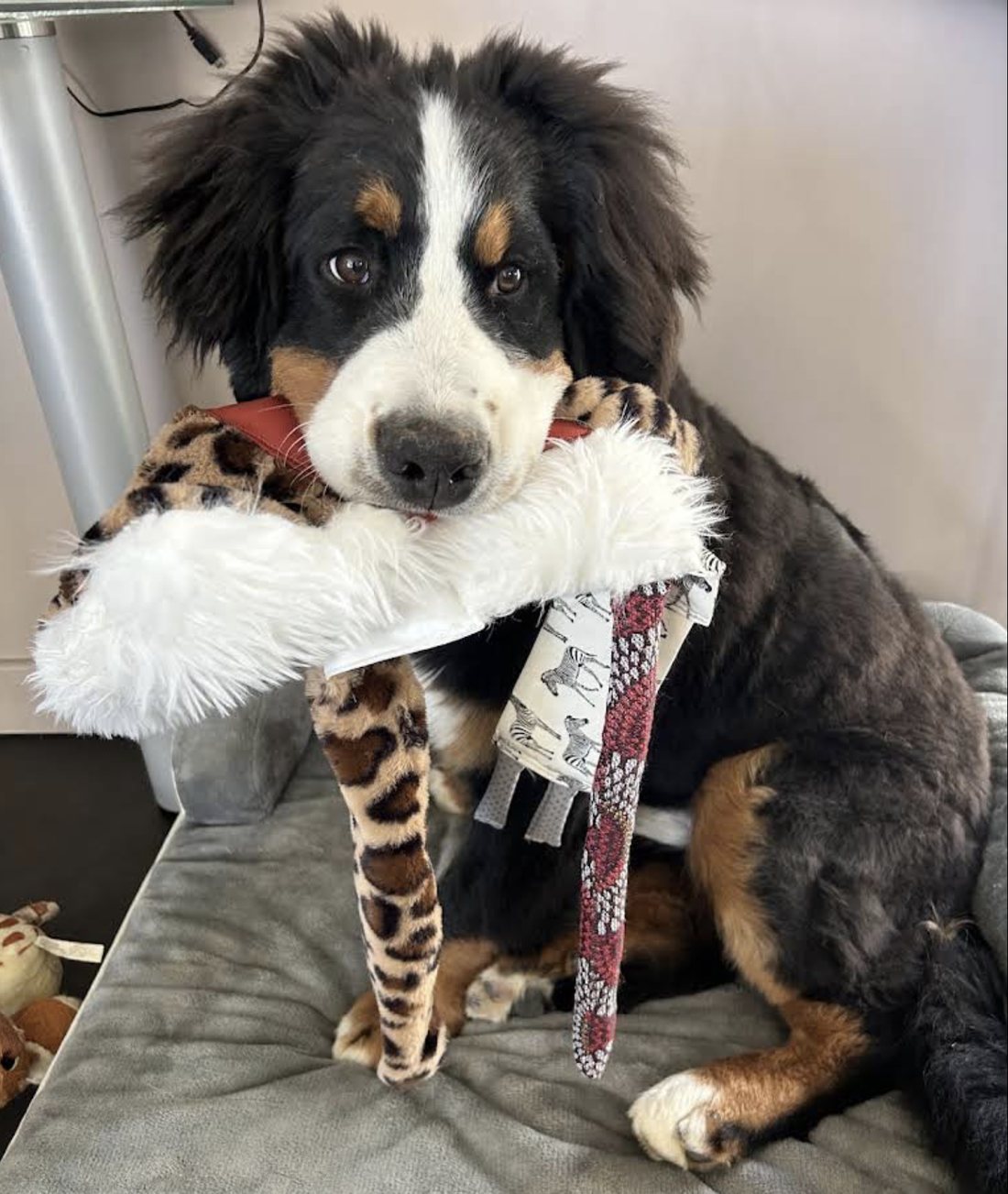 Aïko, Bouvier Bernois accompagné par Check Dog pour l'éducation de base et la mise en confiance