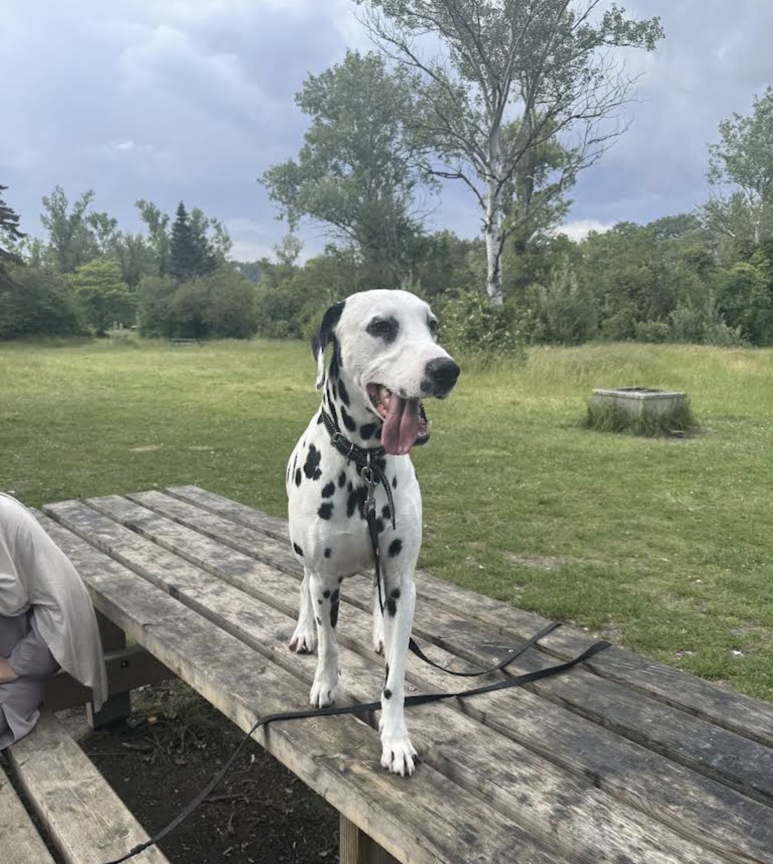 Tao, Dalmatien accompagné par Check Dog pour la gestion de ses émotions envers les congénères