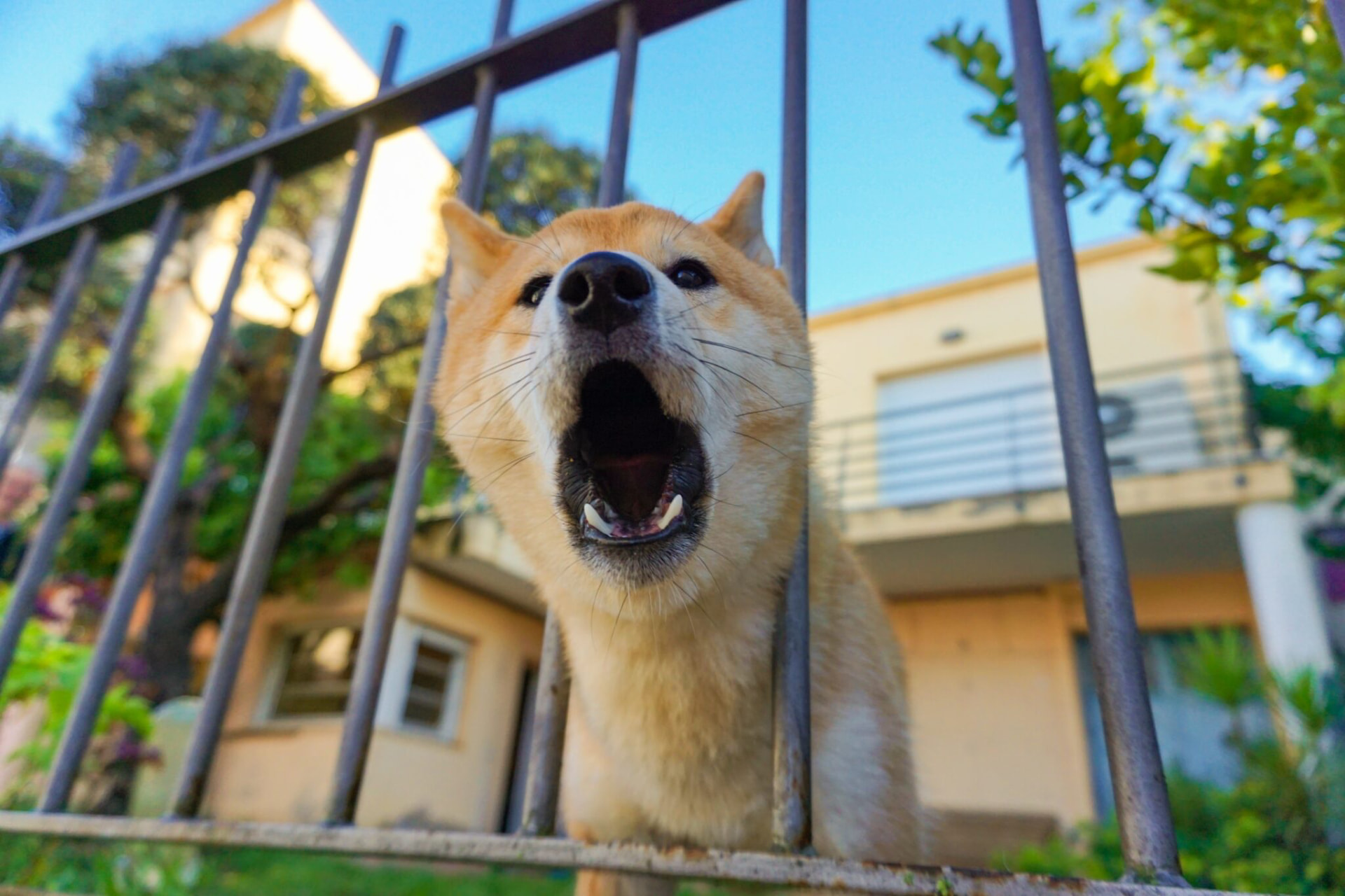 Chien qui aboie et saute à Lyon — éducation canine Est lyonnais