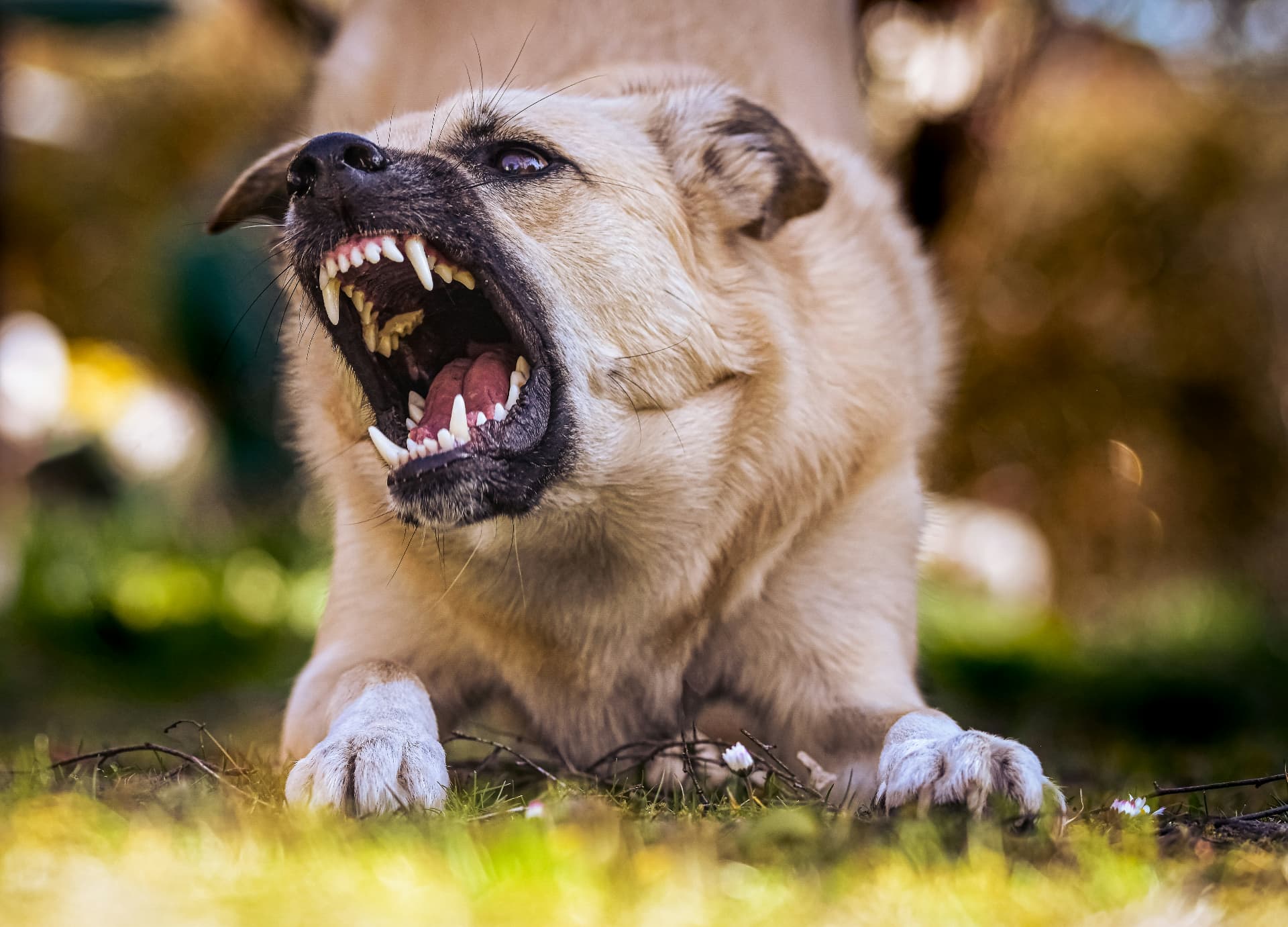 Chien manifestant des signes d’agressivité — éducateur canin Genas