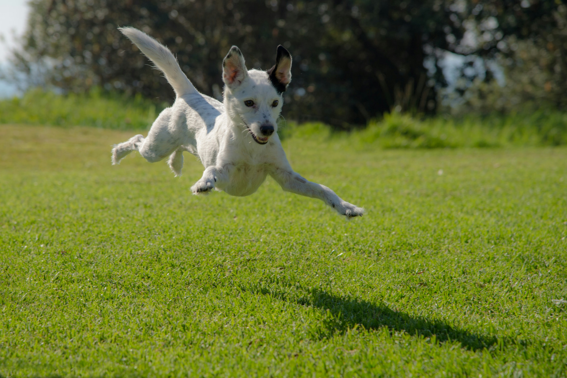 Chien hyperactif et hypersensible — comportementaliste canin Lyon