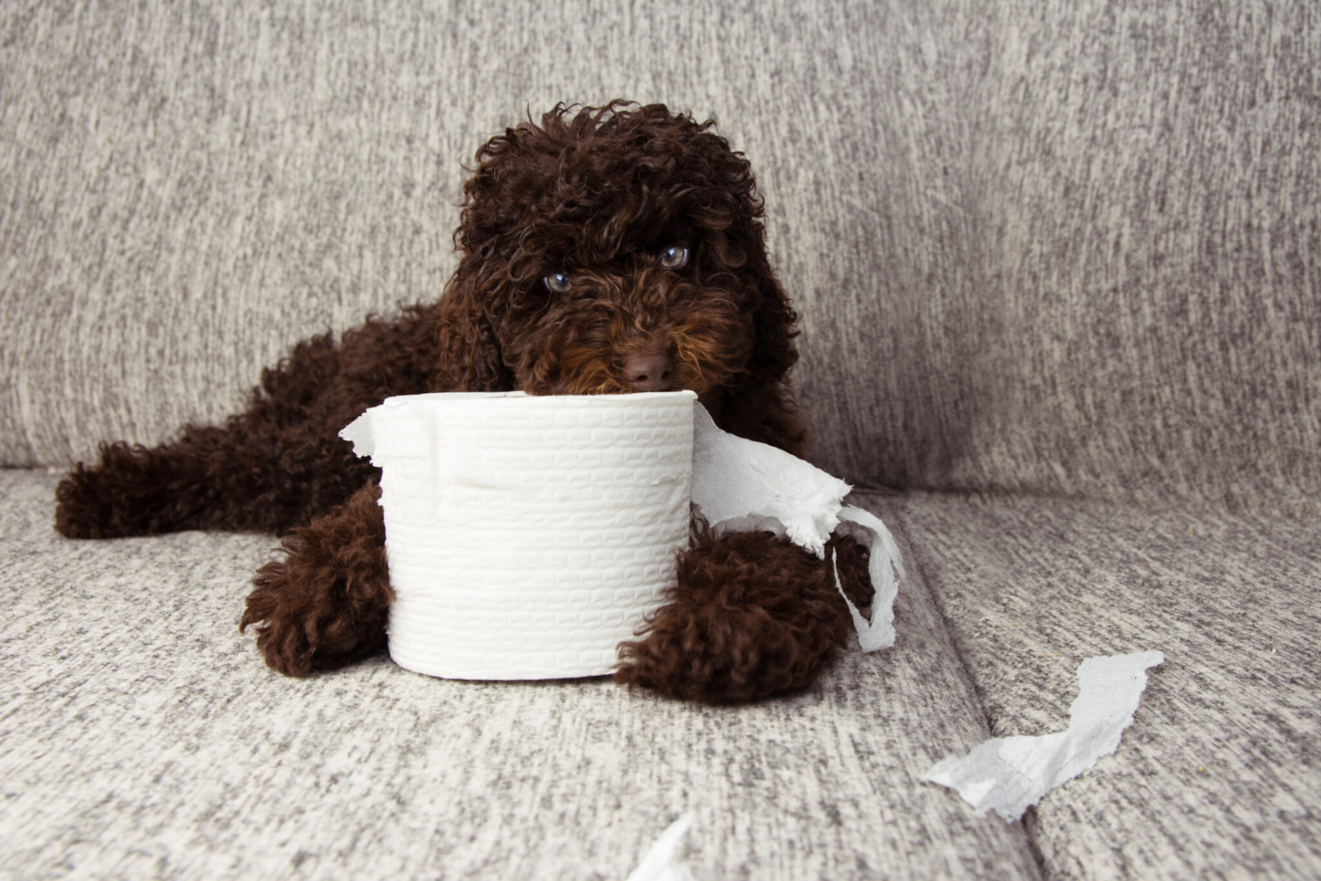 Chien malpropre à Genas — comportementaliste canin Est lyonnais