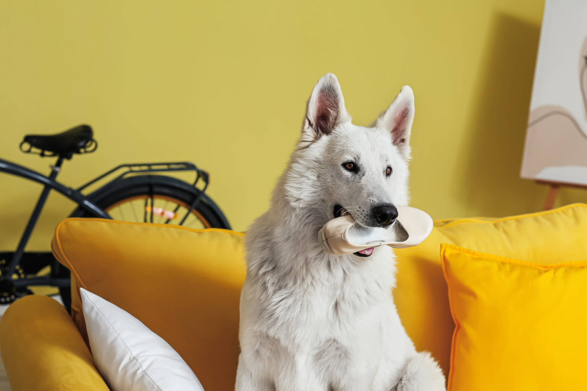 Chien qui vole des objets à Genas — comportementaliste canin Est lyonnais
