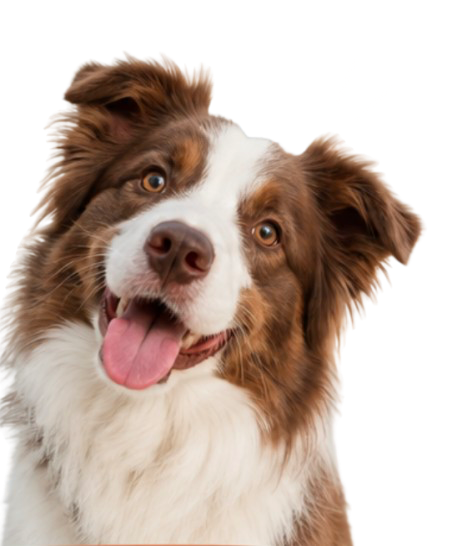 Chien heureux accompagné par Check Dog