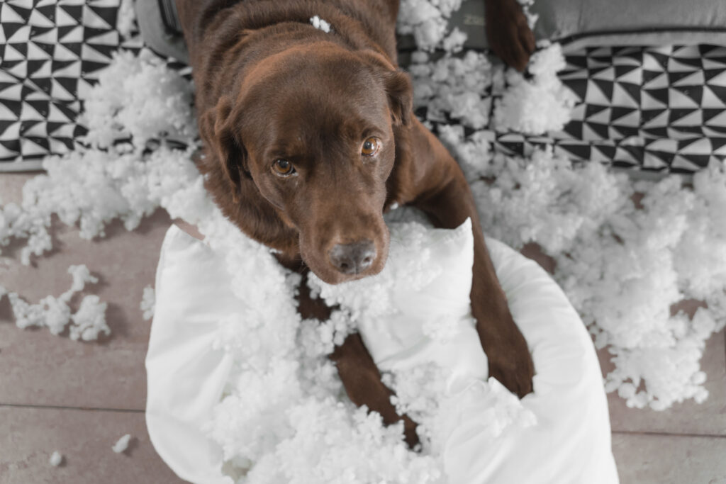 Chien destructeur de meubles à Lyon — éducateur canin Genas