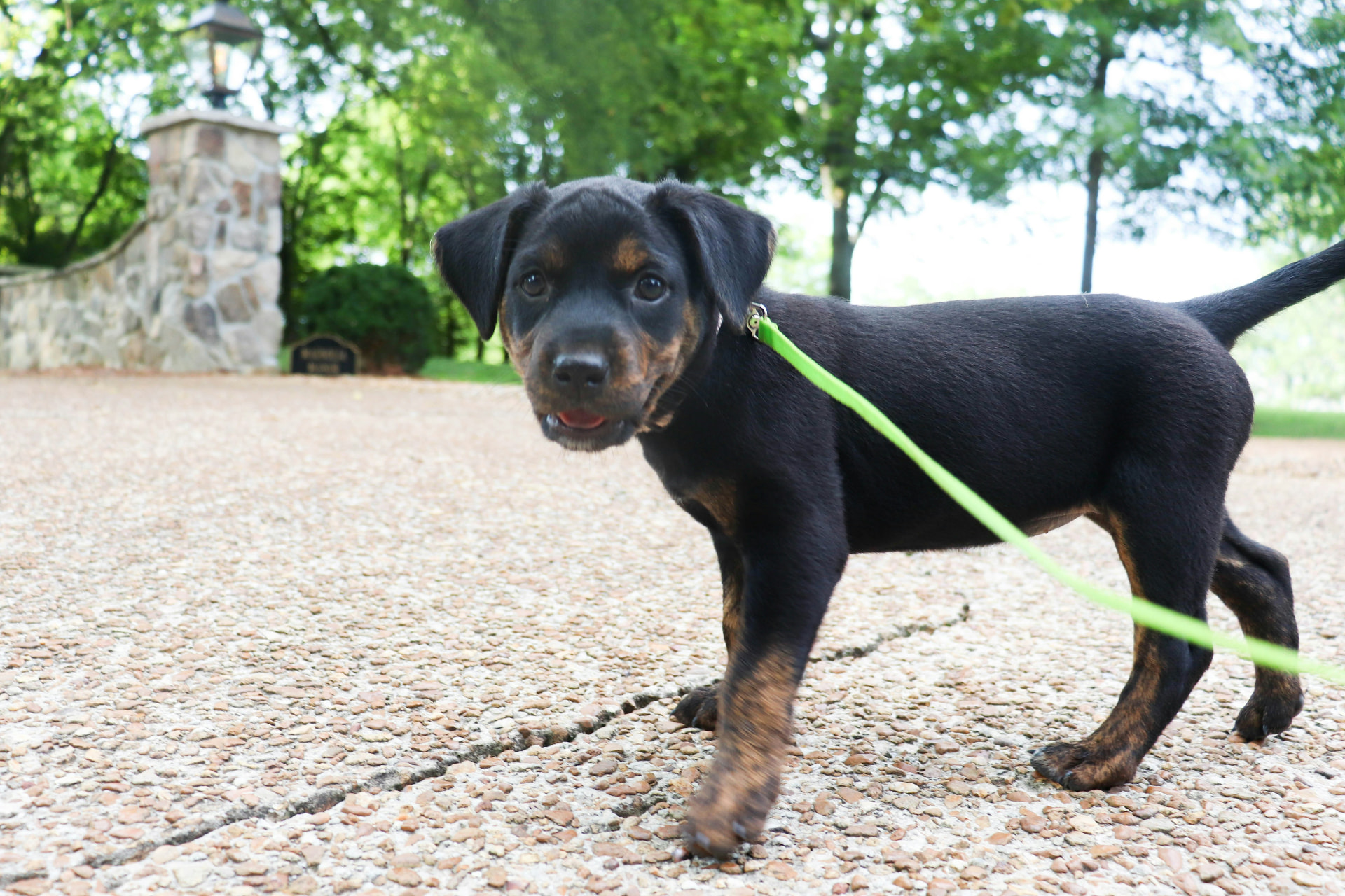 Éducation canine à Lyon avec un chiot sur un sentier