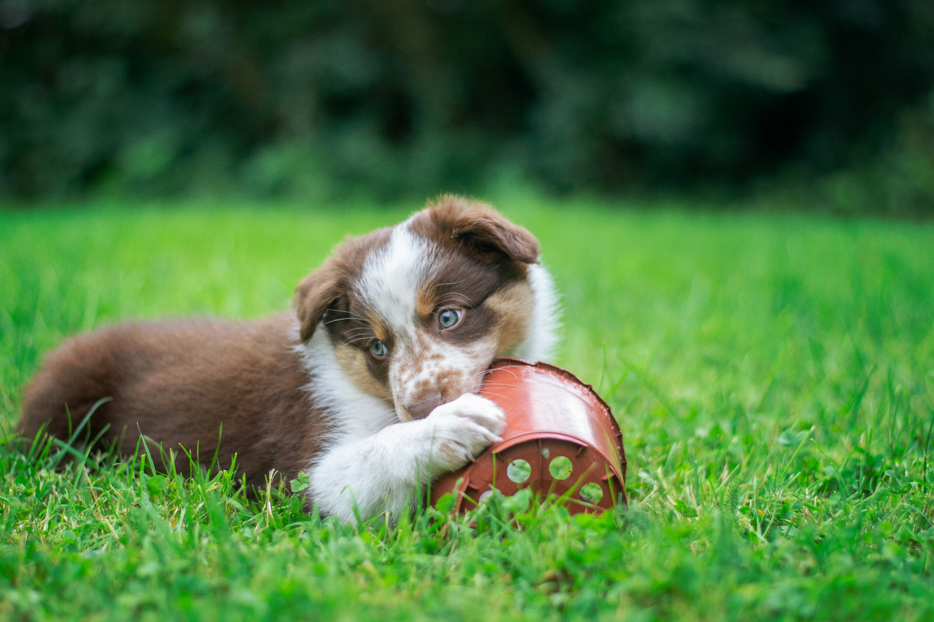 Éducateur canin à Genas avec un chiot sur l'herbe