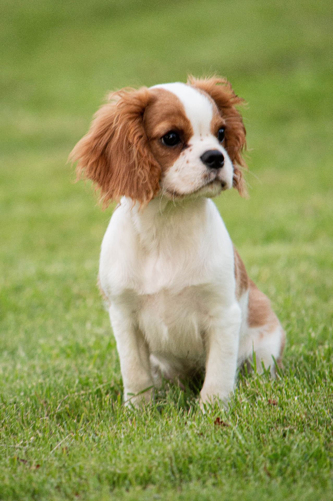 Chiot lors de ses premiers mois d'éducation