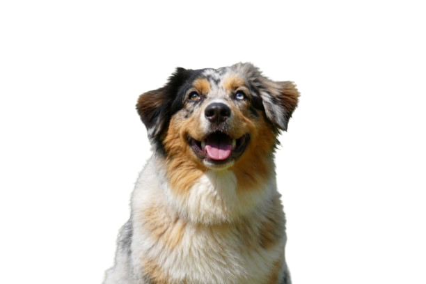 Chien levant les yeux vers les témoignages des clients de Check Dog