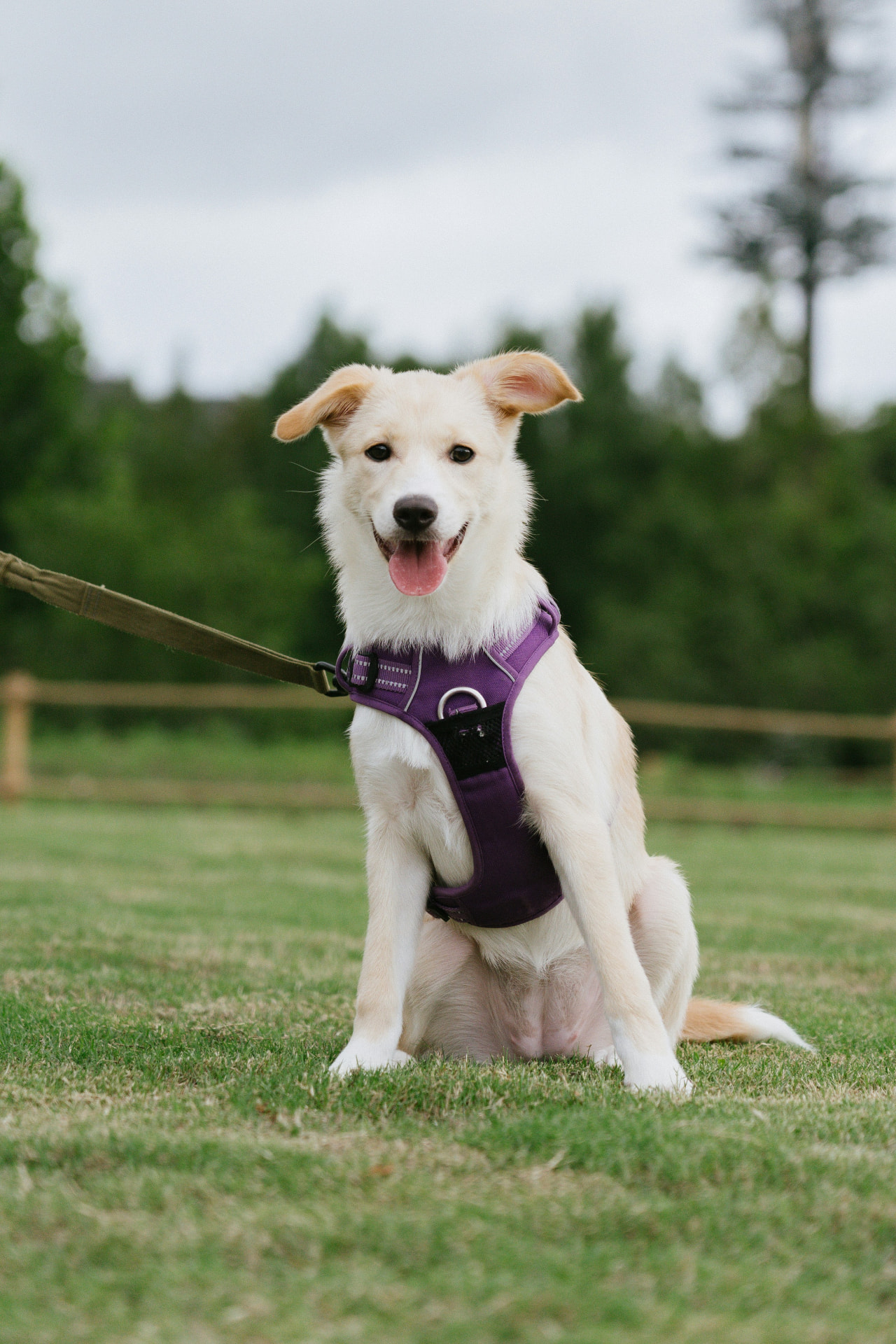 Chien qui tire en laisse lors d’une balade à Lyon — éducation canine Genas