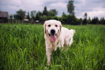 Happy and active golden retriever dog in a field in spring.