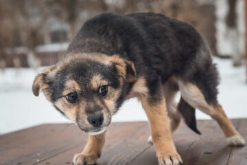 Scared homeless puppy