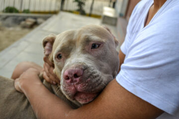 The arms of a man hugging a pitbul dog. Dog love